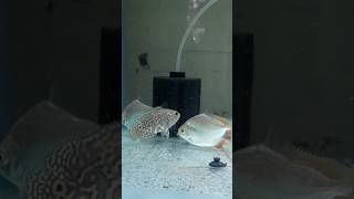 Oscar Fish New Tank Setup shorts aquarium fishtank [upl. by Ytirehc]