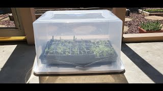 Get Your Seedlings Out Early With This Simple Greenhouse [upl. by Iorio]