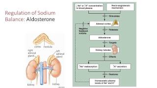 Fluid Electrolyte and Acid Base Balance [upl. by Yatnoed606]