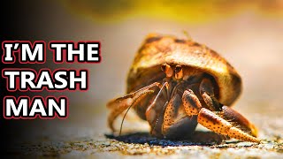 Hermit Crab facts whats under the shell  Animal Fact Files [upl. by Idolla830]