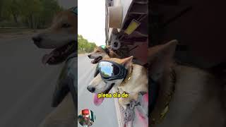 Criticado por llevar a sus perros en el trailer trucks trailers camioneros camiones camion [upl. by Enilegna488]