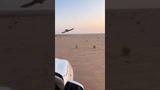 harpy eagle video peregrine falcon attack compilation صقرالشاهين البر [upl. by Geesey]