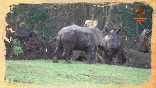 NashornMädchen Salma feiert ihren 1 Geburtstag im SerengetiPark [upl. by Enetsirk617]