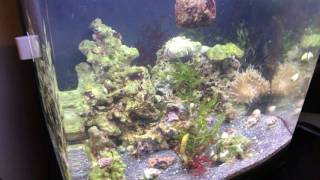 32 gal saltwater biocube  seahorses crabs corals anemones pajama cardinals blue dot jawfish [upl. by Anatak252]