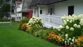 Limelight Hydrangea in the Landscape [upl. by Arlinda]