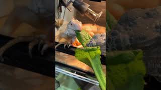 小松菜を取り合うイグアナども グリーンイグアナ イグアナ reptiles レッドイグアナ greeniguana 爬虫類 ブルーイグアナ iguana [upl. by Chretien148]