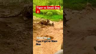 Tiger vs Small Dog Watch now the war Tiger vs Small Dog shorts [upl. by Elfreda368]