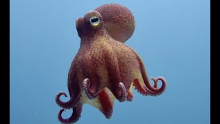 Top 5 Ocean Spy Creatures [upl. by Kenric55]