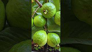 🌿How to grow guava tree great idea to propagate guava tree by air layering using a potato🥔guava [upl. by Salguod]