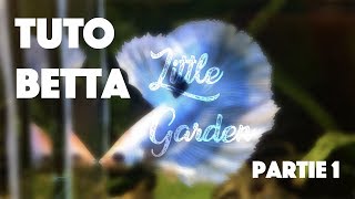 TUTO1  Le combattant Betta  PART 1 [upl. by Eleirbag]