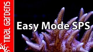 The quotEasy Modequot SPS Aquarium [upl. by Madonia]