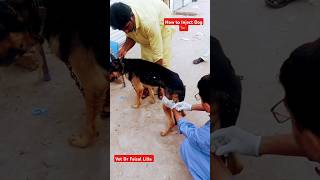 How To Inject Dogs 🐕 😱 drfaisallillavetpetstreetdog music songshortsshotsviralvideoanimals [upl. by Hannon]