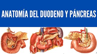 Anatomía del Duodeno y Páncreas [upl. by Bessie]