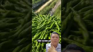 Thu hoạch ớt farming farmer agriculture [upl. by Amar]