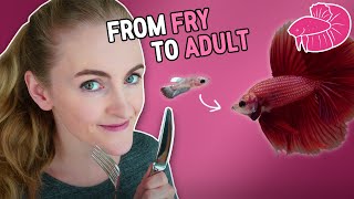 Betta Fish Food  From Fry to Adult What I Use [upl. by Nay765]