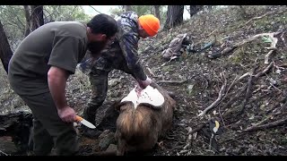 Sambar deer kill shot and field dressing [upl. by Falconer]