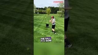 Smart dog changes his mind 😂 funny shorts [upl. by Aranahs]