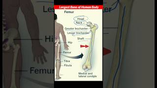 Thigh Bone Femur Anatomy radiographerusn shorts [upl. by Ozen829]