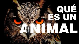 ¿QUÉ ES UN ANIMAL [upl. by Nauqan319]