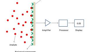 What are biosensors [upl. by Emearg]