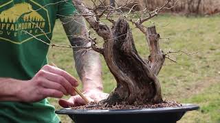 Honeysuckle Bonsai  Update 2022 [upl. by Sabah]