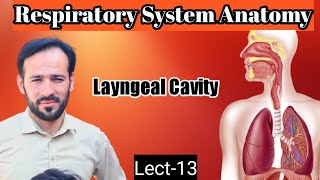 13 Larynx Anatomy  Laryngeal Cavity  Arterial supply Venous drainage innervation  Lymphatics [upl. by Ymirej759]