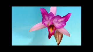 Laelia anceps Roeblingiana orchid [upl. by Niobe704]