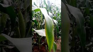 Maize farming in zambia [upl. by Allina]