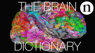 The brain dictionary [upl. by Grimbald]