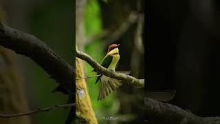 ඒ බැල්ම 😍🍃Chestnutheaded beeeater birds srilankanwildlife slwildlife natgeo nikon srilanka [upl. by Annawat]