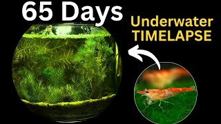 68 Days Shrimp Tank Underwater Timelapse [upl. by Skutchan]