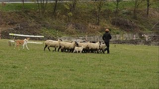 Soki at the 1st Herding Collie amp Sheltie Cup 2017 [upl. by Nenad55]