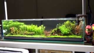 Mr Aqua 12g long aquarium [upl. by Darraj]