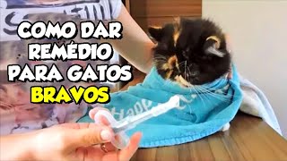 Como dar comprimido remédio para GATOS BRAVOS sem levar mordida  Gatil Hauser [upl. by Anina]