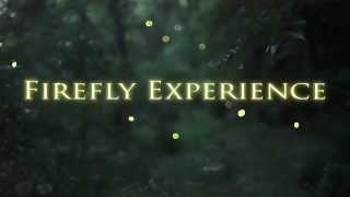 Firefly Experience  Summer Night with Fireflies Lightning Bugs [upl. by Beckie]