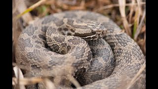 Eastern Massasauga Rattlesnake [upl. by Tanya]