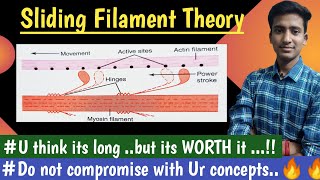 Sliding Filament Theory Actin and Myosin Nerve Muscle Physiology  hindi  Ashish [upl. by Hanima]