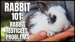 Rabbit 101 Rabbit Testicles Problems [upl. by Atilek]