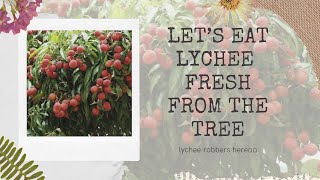 Let’s eat lychees fresh from the tree lychee robbers oh Noooo [upl. by Jemimah]