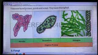 Classification of Living Things [upl. by Hereld908]