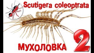 Scutigera coleoptrata против таракана муравьев и мухоловки [upl. by Enajyram]