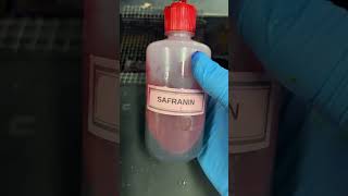 How to do a gram stain microorganisms bacteria microscopic [upl. by Nami]