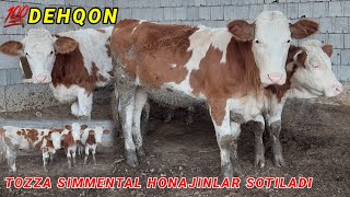 Tozza Simmental Honajinlarni Zorlari Qoni Tozza Noyoblari Dehqondan Pul Zarl Sotamiz [upl. by Yedarb651]