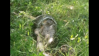 Python swallowing a whole Impala at AM Lodge in South Africa [upl. by Addiel]