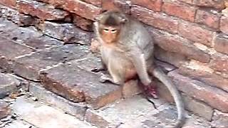 Monkey giving birth to stillborn baby  Thailand [upl. by Zoltai]