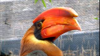 Rufous hornbill [upl. by Gamaliel]