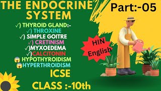 Thyroid Gland l Thyroxine l Iodine l Endocrine System [upl. by Okimik]