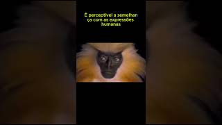 Macaco com expressões humanas [upl. by Feilak]