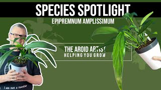 Plant species spotlight – Epipremnum amplissimum – long leaf plants [upl. by Margret966]