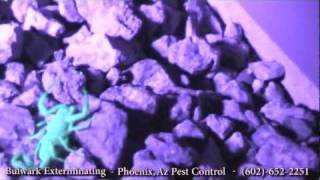 Black Light Hunting Scorpions Phoenix Arizona Pest Control by Bulwark Exterminating 1 of 2 [upl. by Benedikt413]